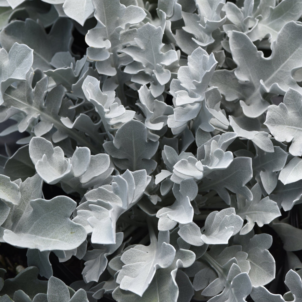 Preorder Centaurea 'Silver Swirl' BiggerVigor Trio | PICKUP ONLY!