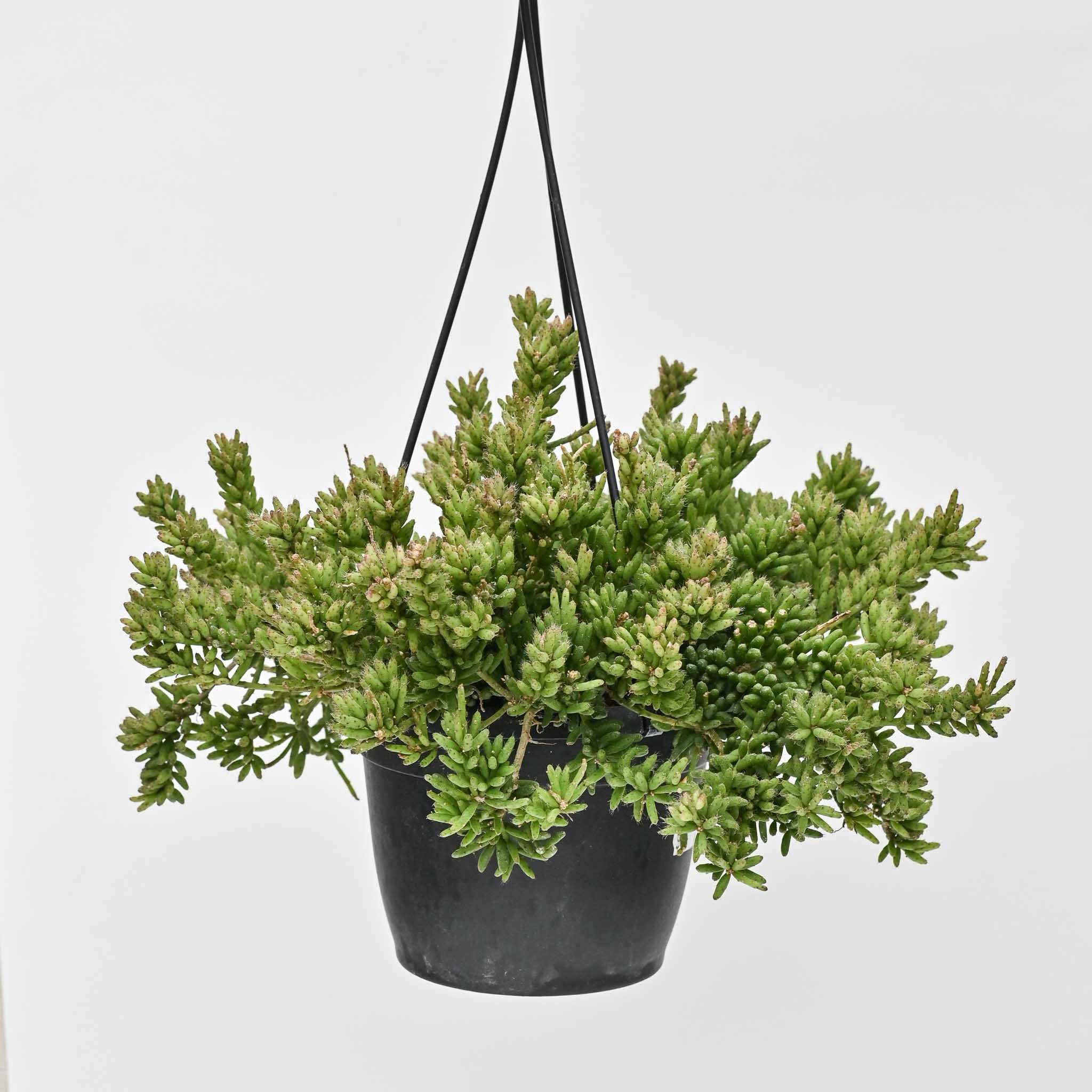 Clumping Mistletoe Cactus | Rhipsalis mesembryanthemoides HB