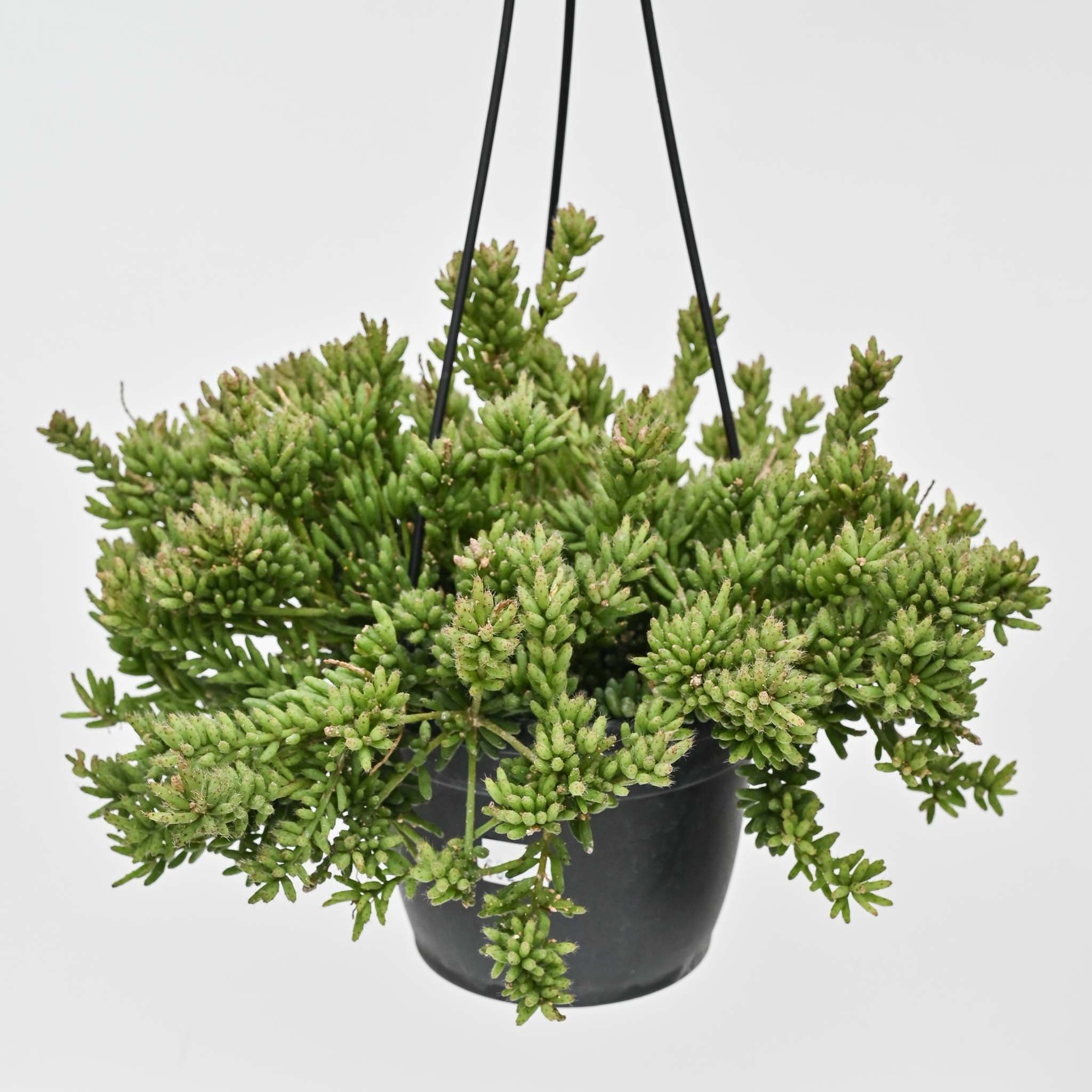 Clumping Mistletoe Cactus | Rhipsalis mesembryanthemoides HB