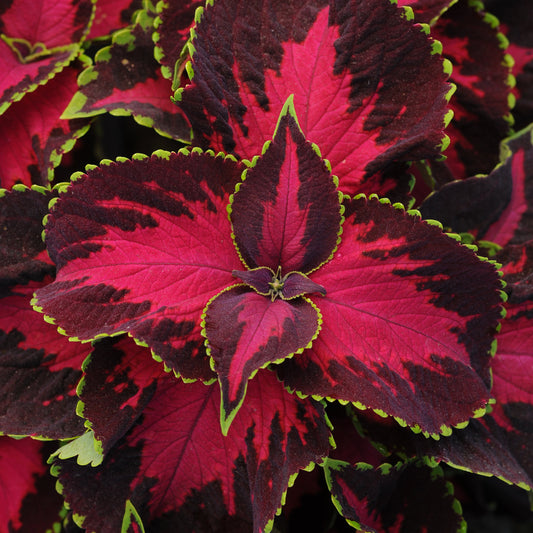 Coleus 'Chocolate Covered Cherry' ~ Trio of 3 Hefty Plants for Preorder