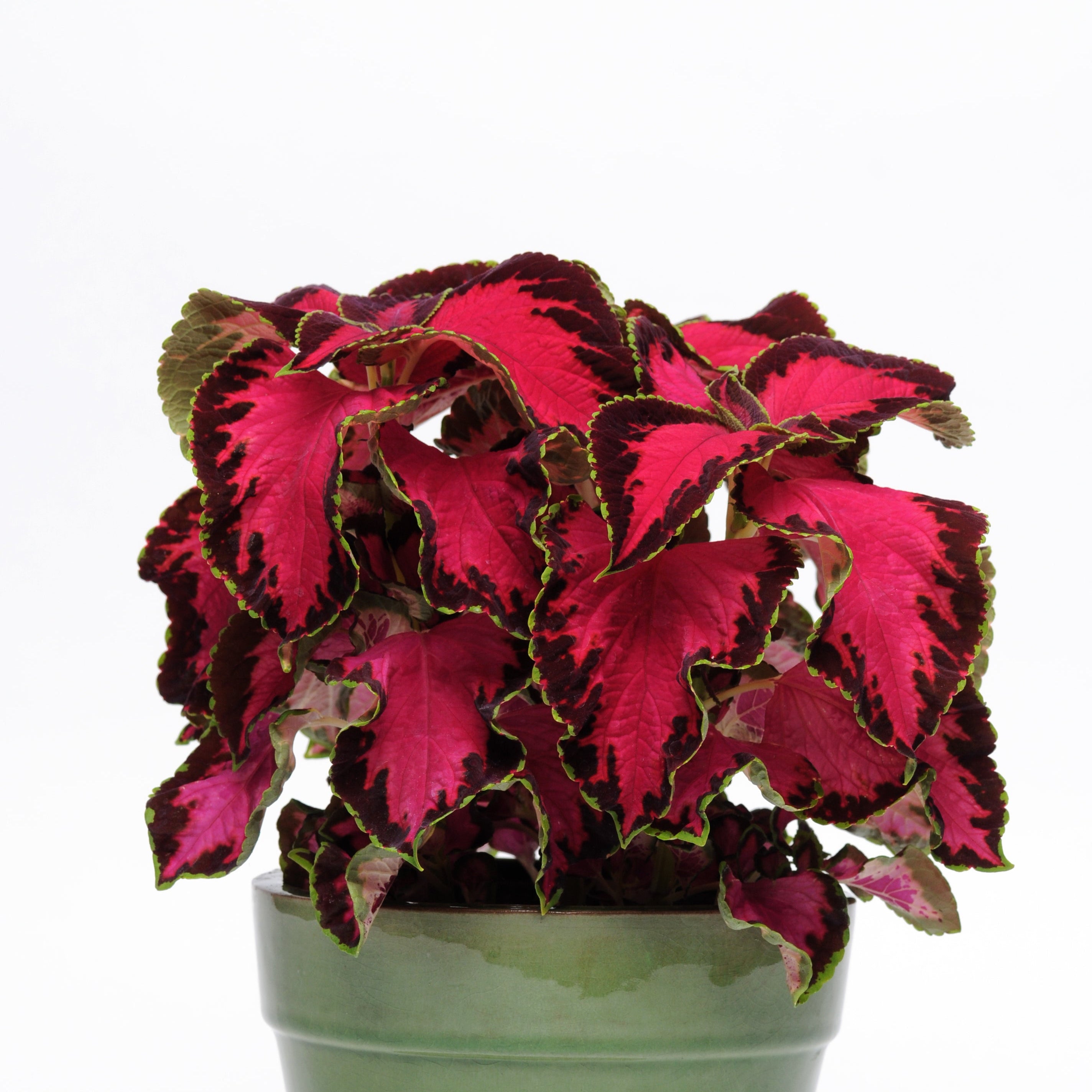 Coleus 'Chocolate Covered Cherry' ~ Trio of 3 Hefty Plants for Preorder