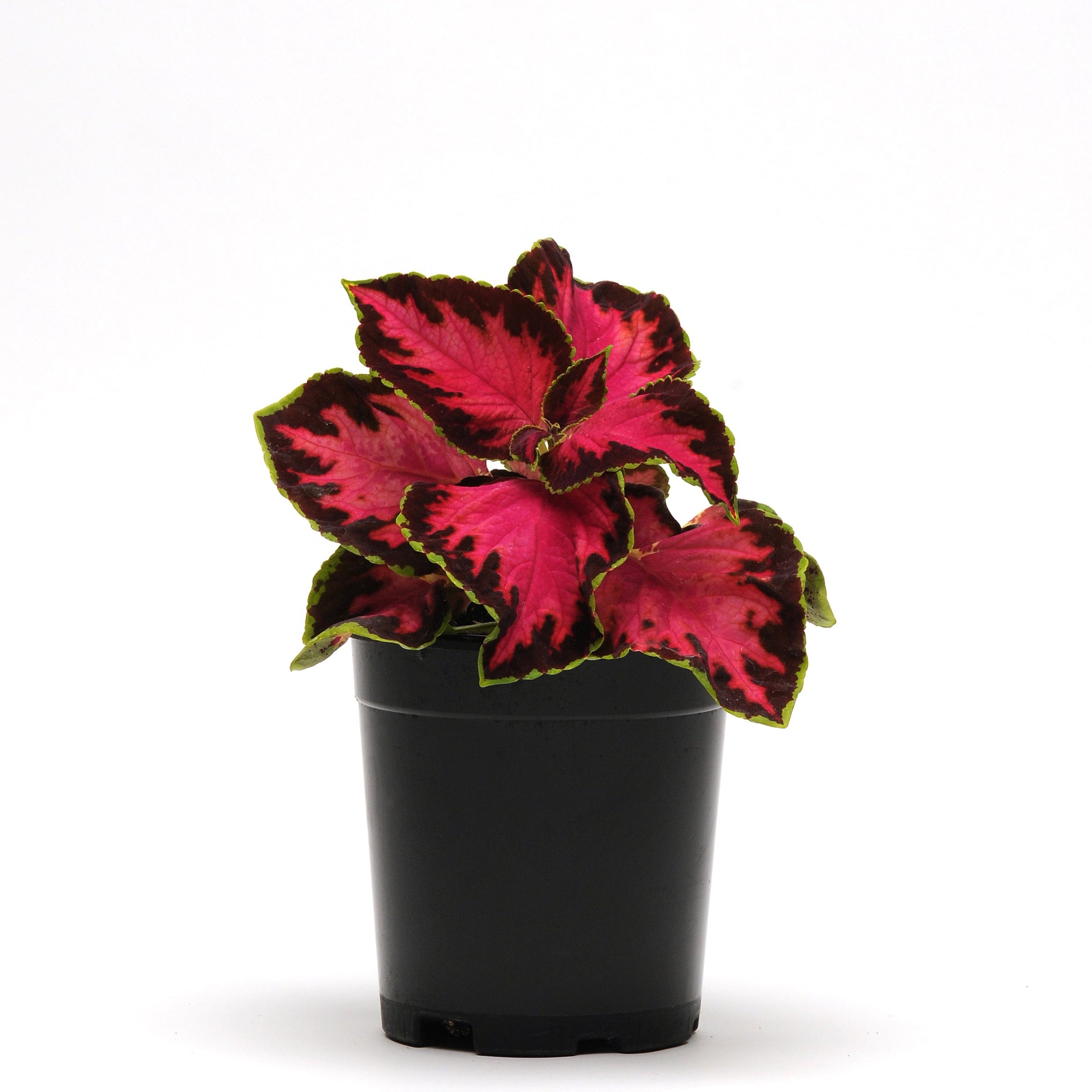 Coleus 'Chocolate Covered Cherry' ~ Trio of 3 Hefty Plants for Preorder