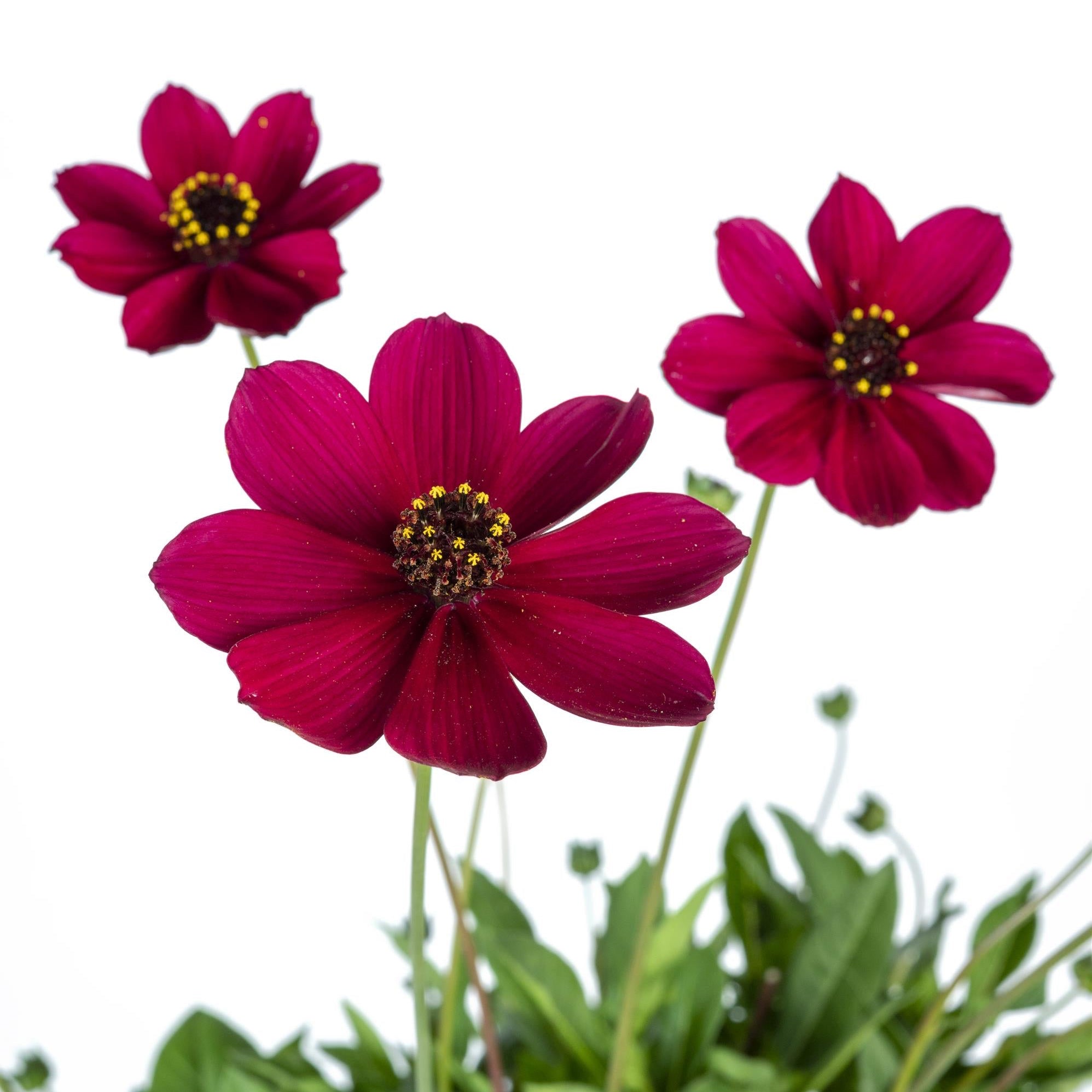 Cosmos 'Cherry Chocolate' ~ Trio of 3 Hefty Plants for Preorder