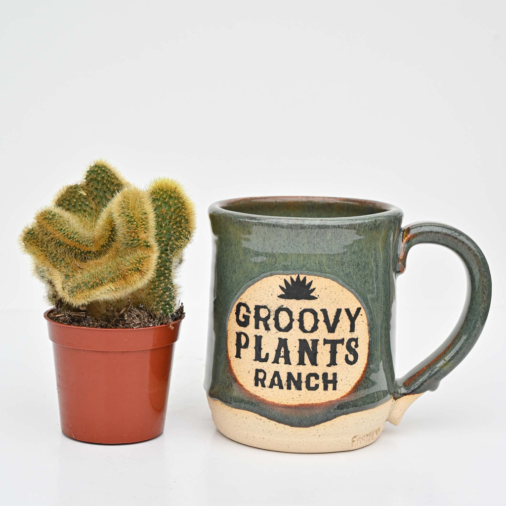 Crested Golden Rat Tail Cactus | Cleistocactus winteri f. cristata