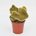 Crested Golden Rat Tail Cactus | Cleistocactus winteri f. cristata
