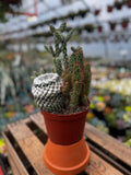 Cacti Combo