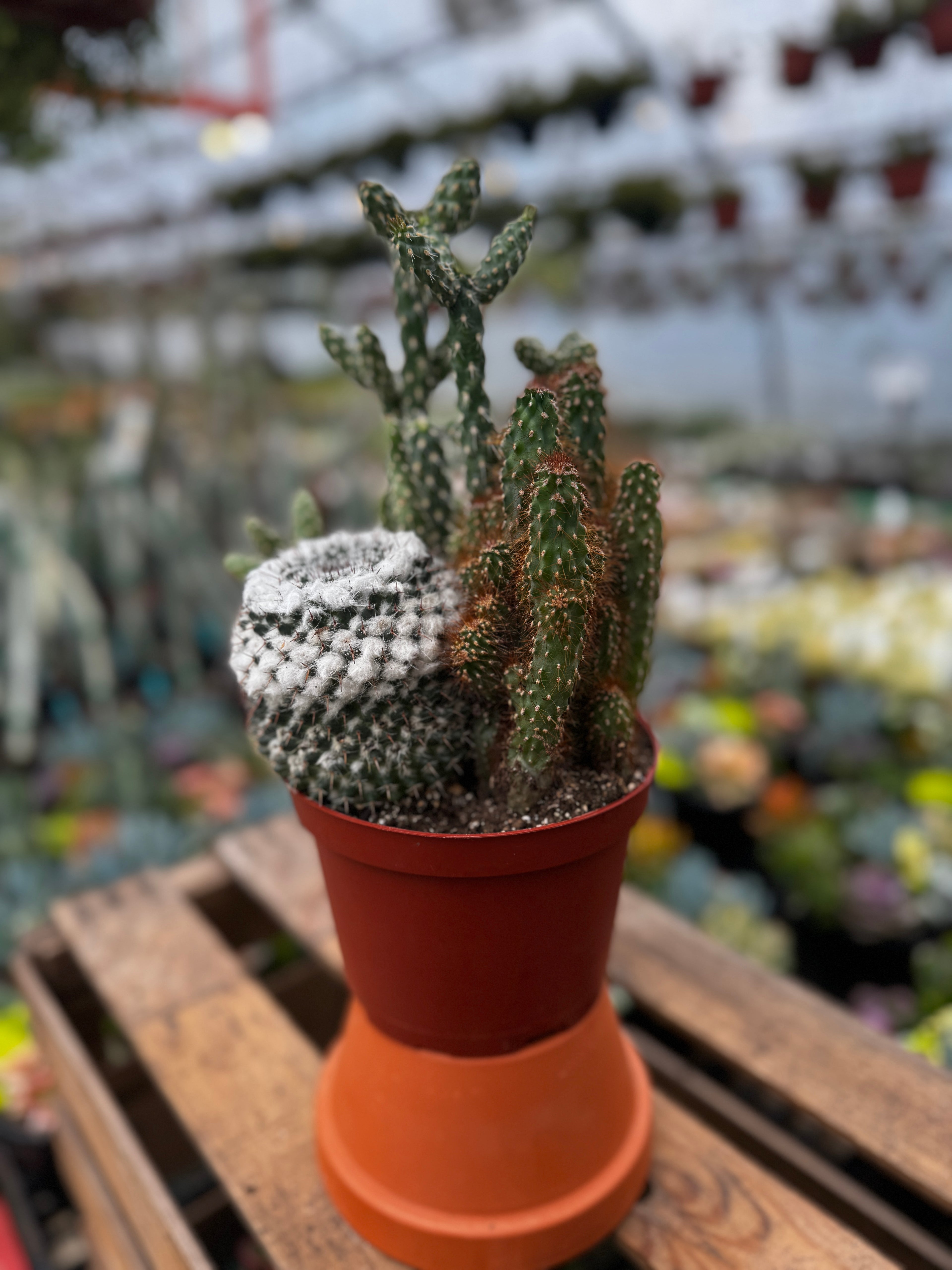 Cacti Combo