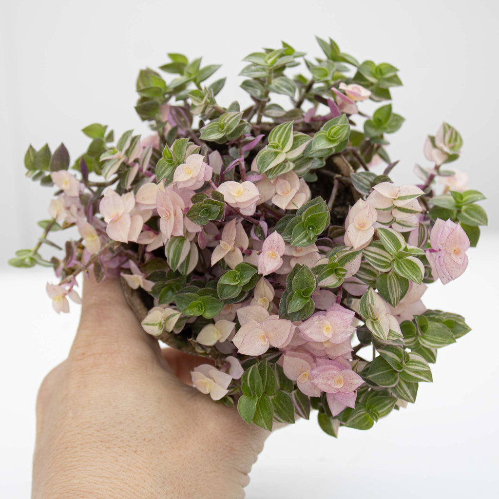Callisia Pink Bubbles | Callisia repens 'Bianca'
