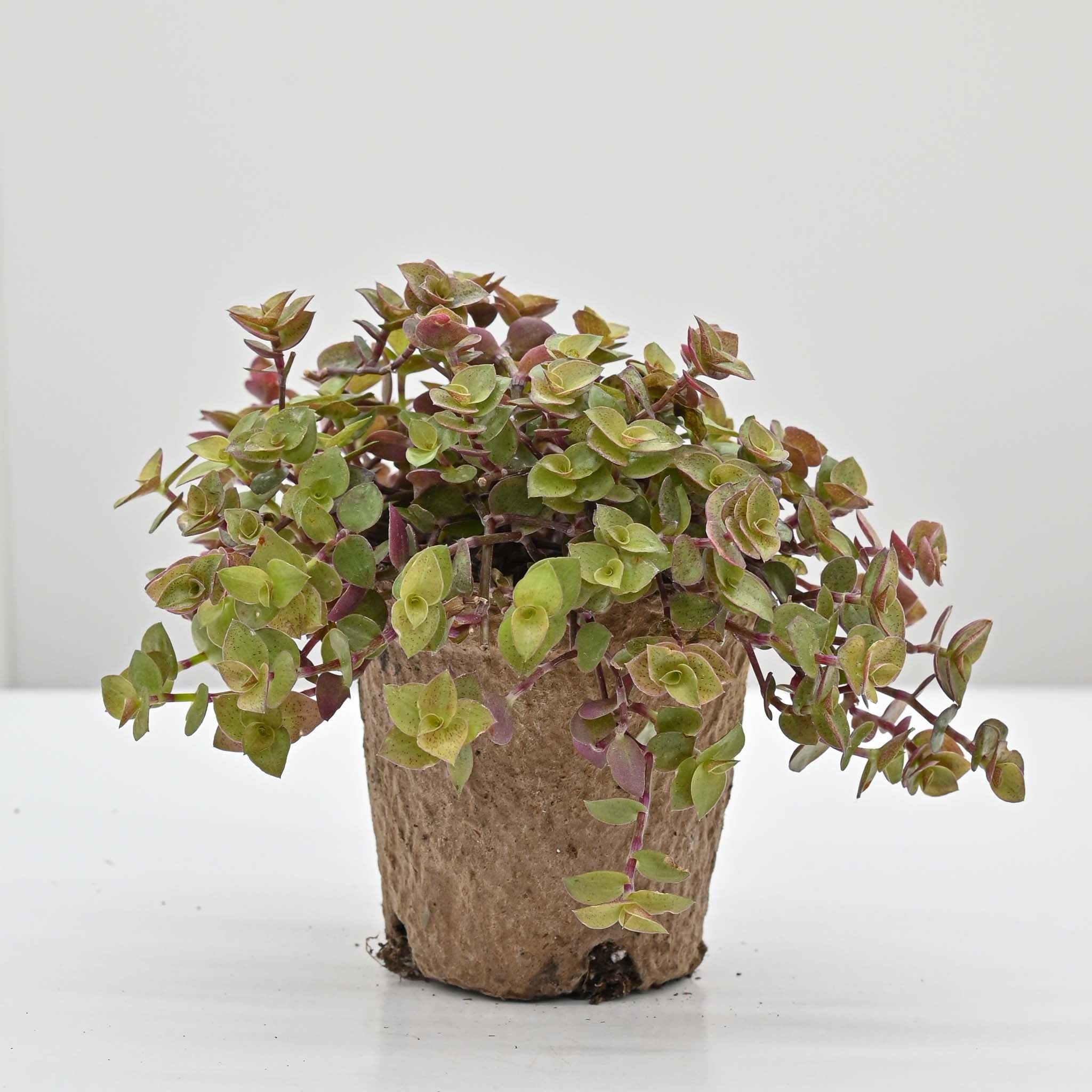 Turtle Vine | Callisia repens 'Gold'