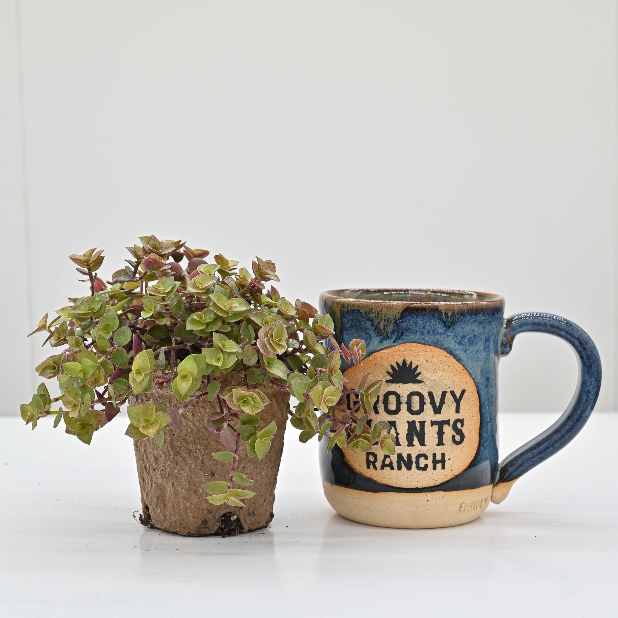 Turtle Vine | Callisia repens 'Gold'