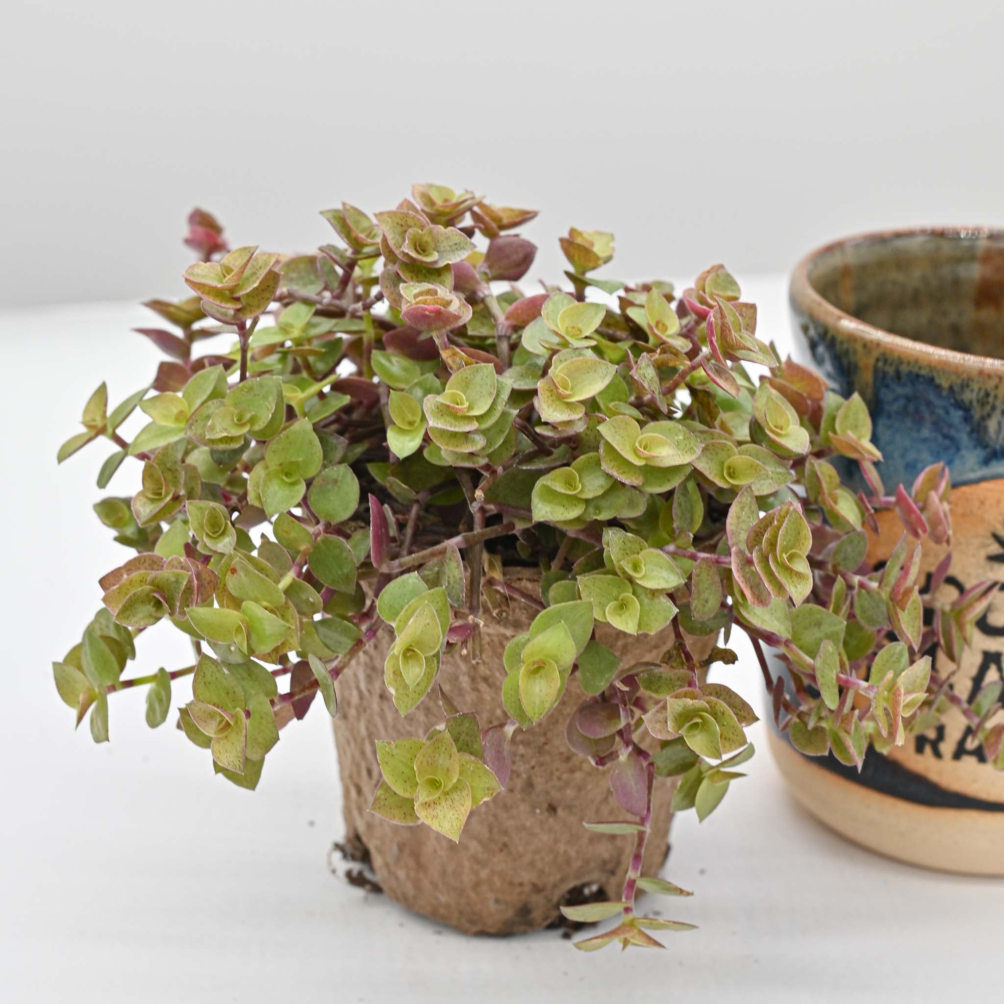 Turtle Vine | Callisia repens 'Gold'