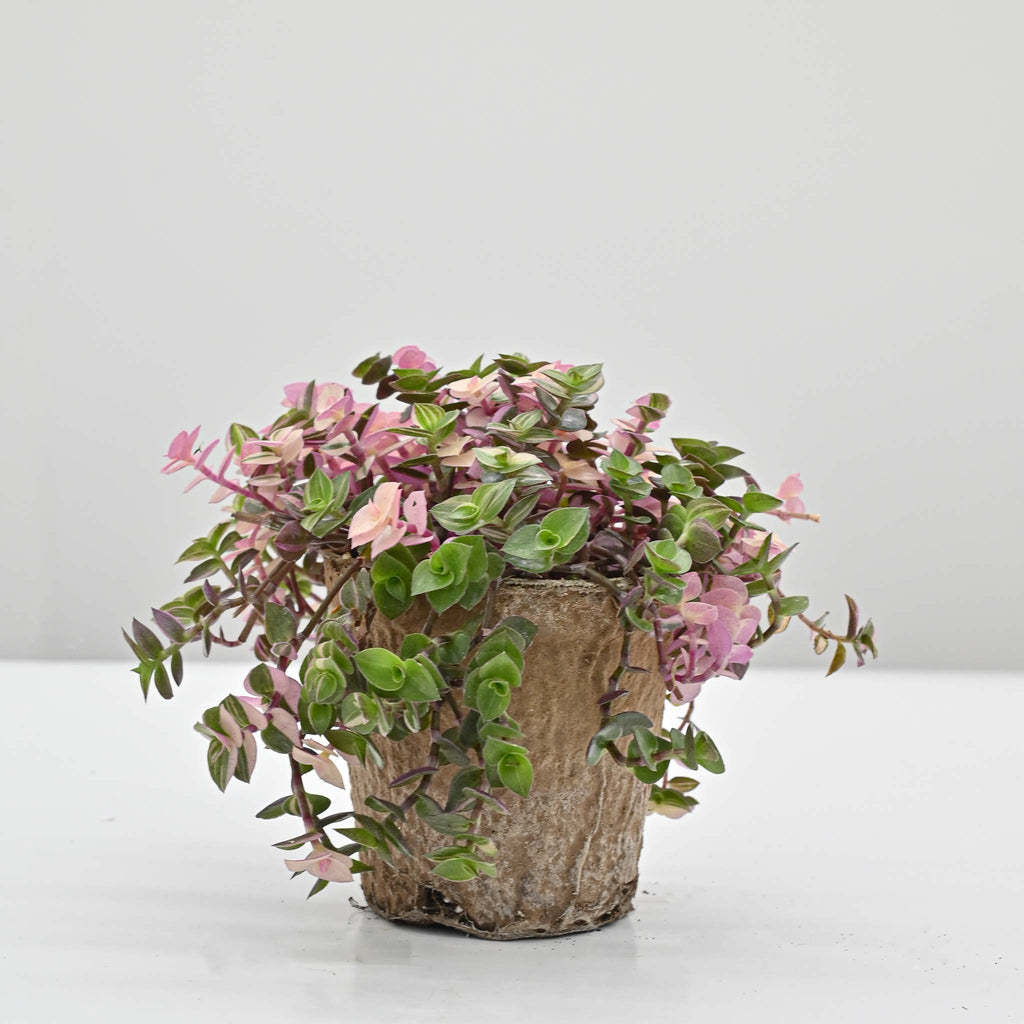 Callisia Pink Bubbles | Callisia repens 'Bianca'