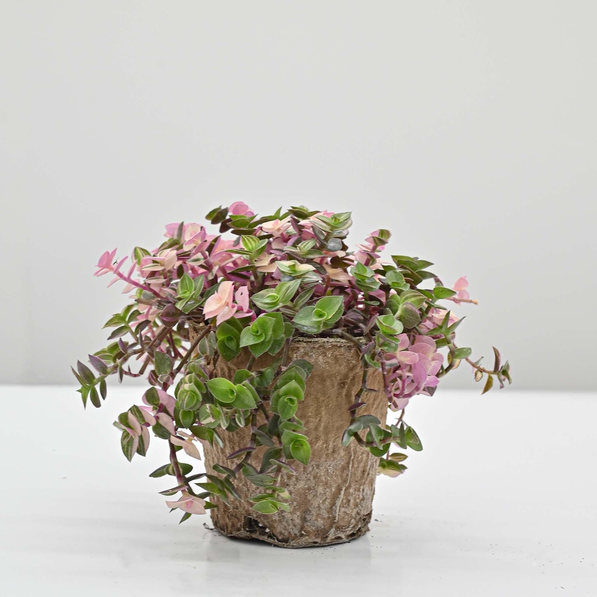 Callisia Pink Bubbles | Callisia repens 'Bianca'