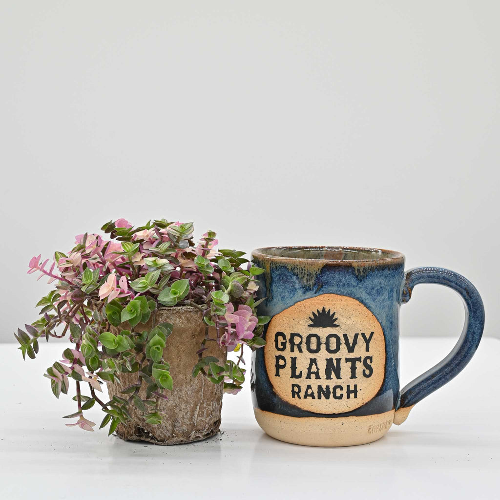 Callisia Pink Bubbles | Callisia repens 'Bianca'