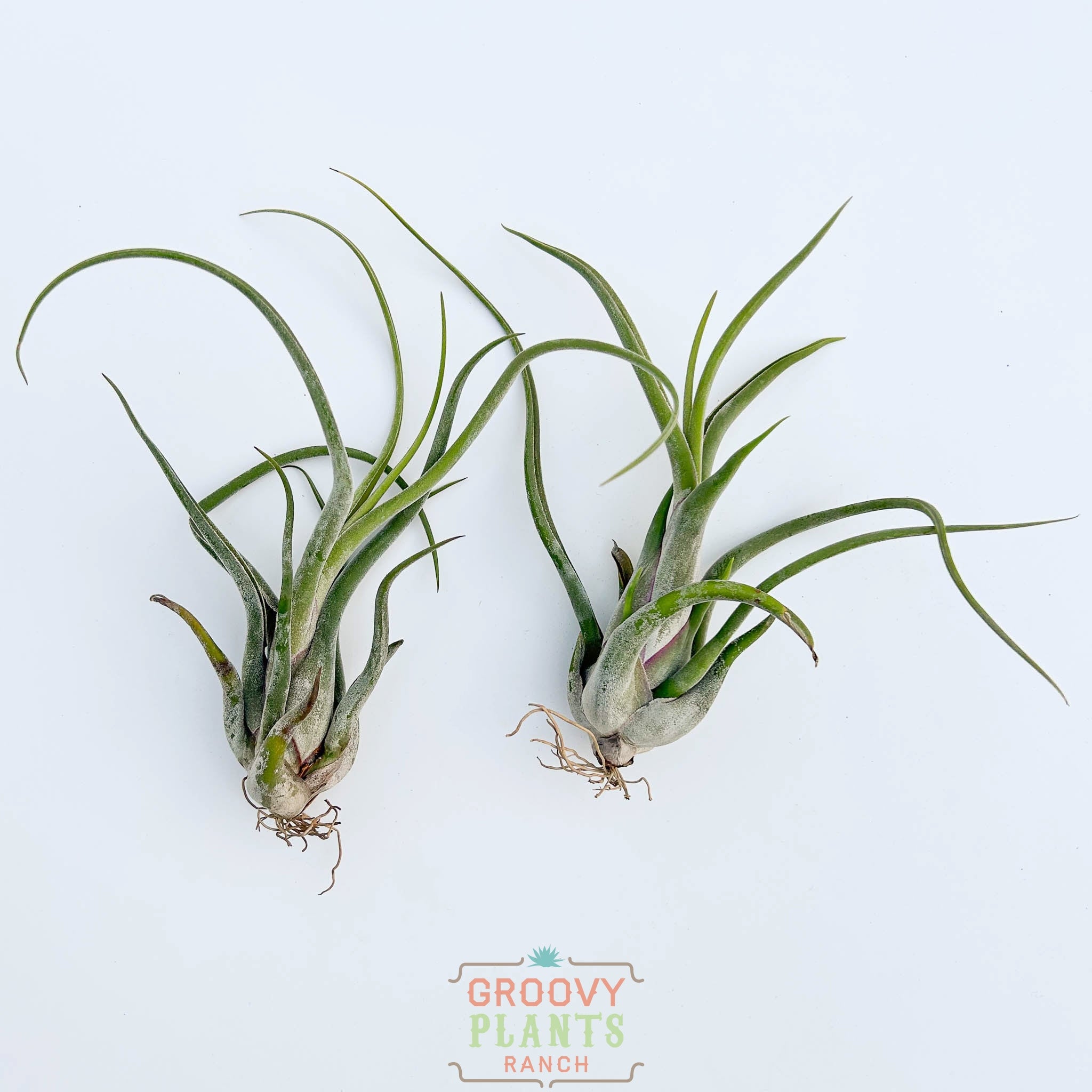 Duo of Tillandsia Caput Medusae 7-8"