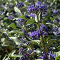 Caryopteris Grand Bleu®