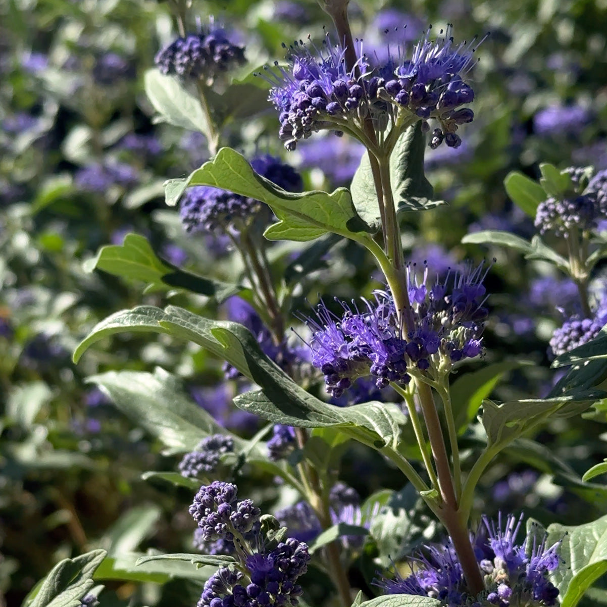 Caryopteris Grand Bleu® – Bluebeard   | Limited Release - Pickup Now