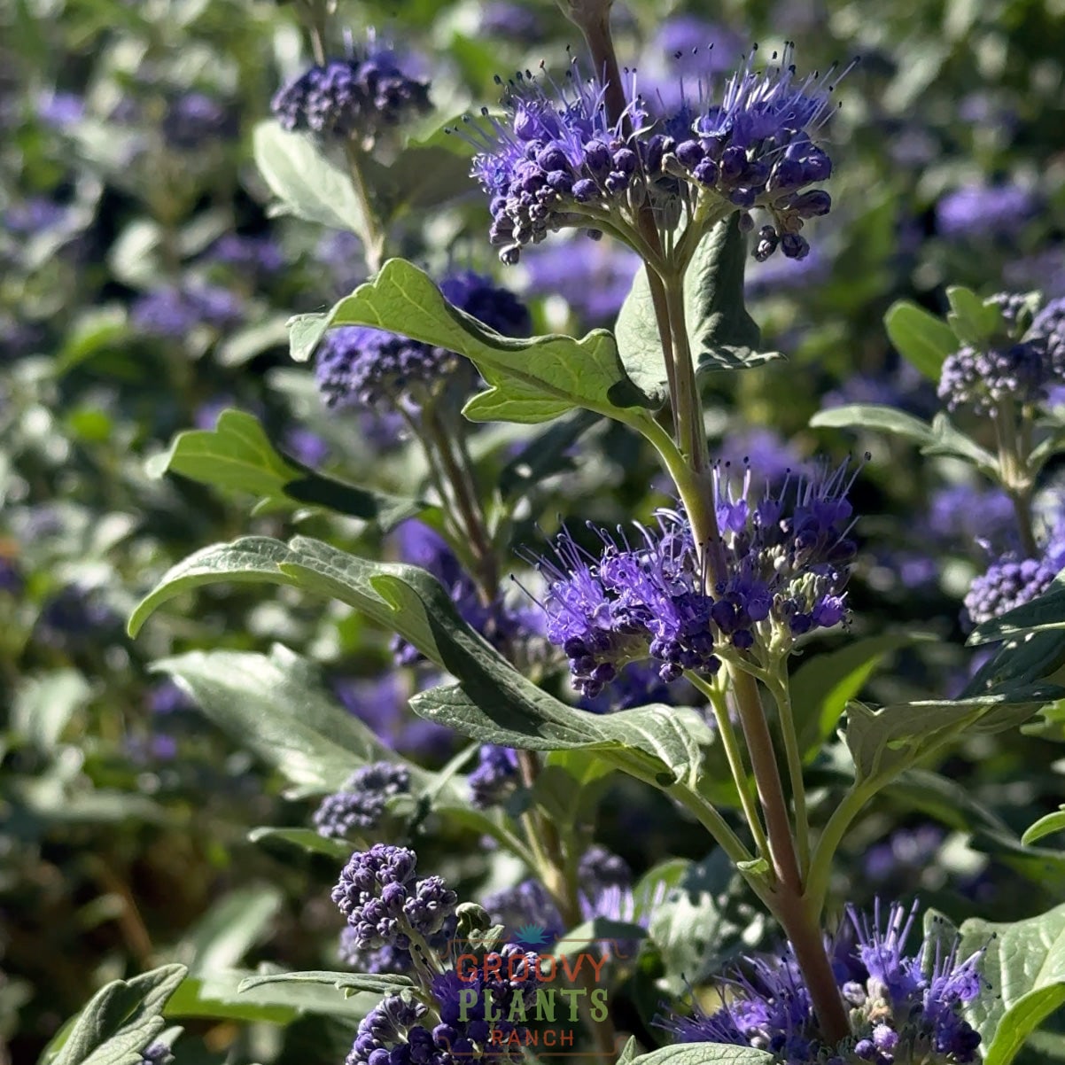 Caryopteris Grand Bleu®