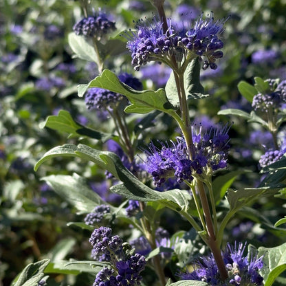 Caryopteris Grand Bleu® – Bluebeard   | Limited Release - Pickup Now