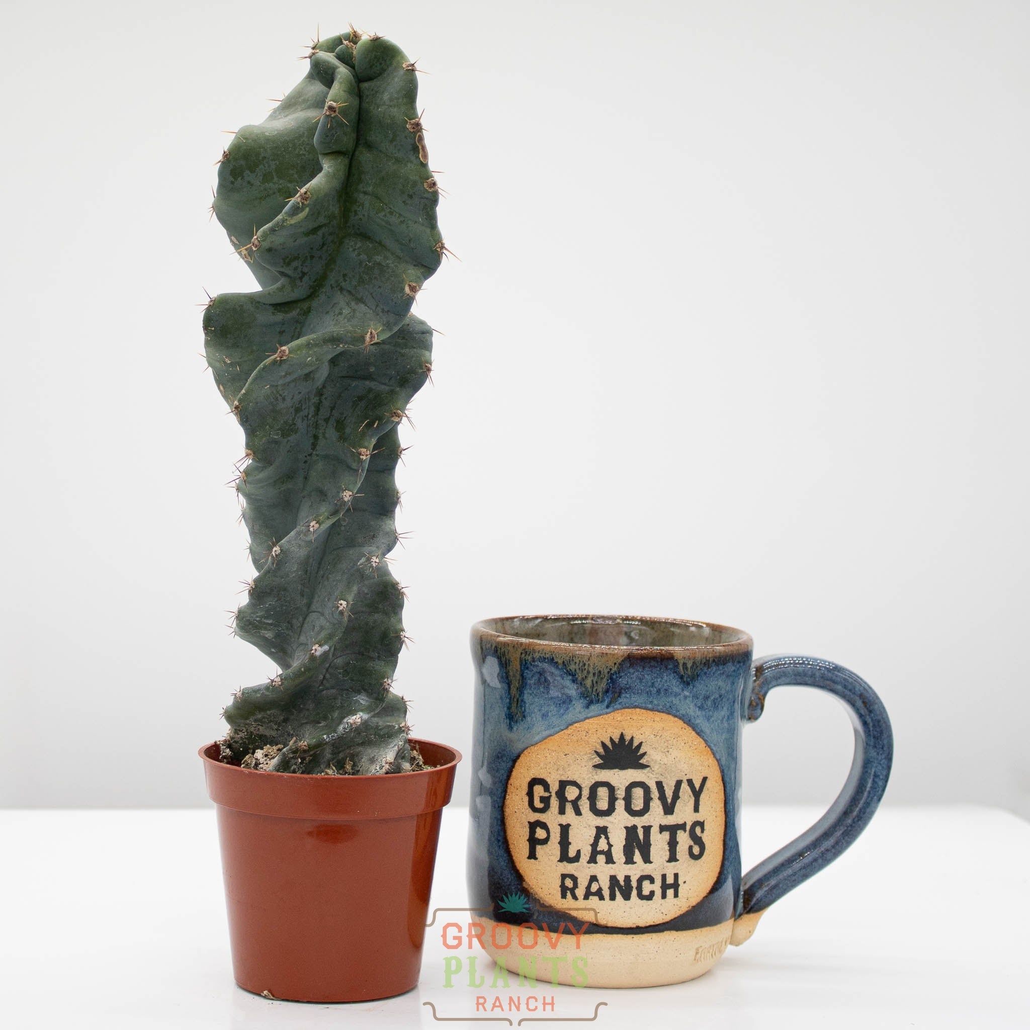 Groovy Plants Ranch Spiralis Cactus - Thumbnail 2