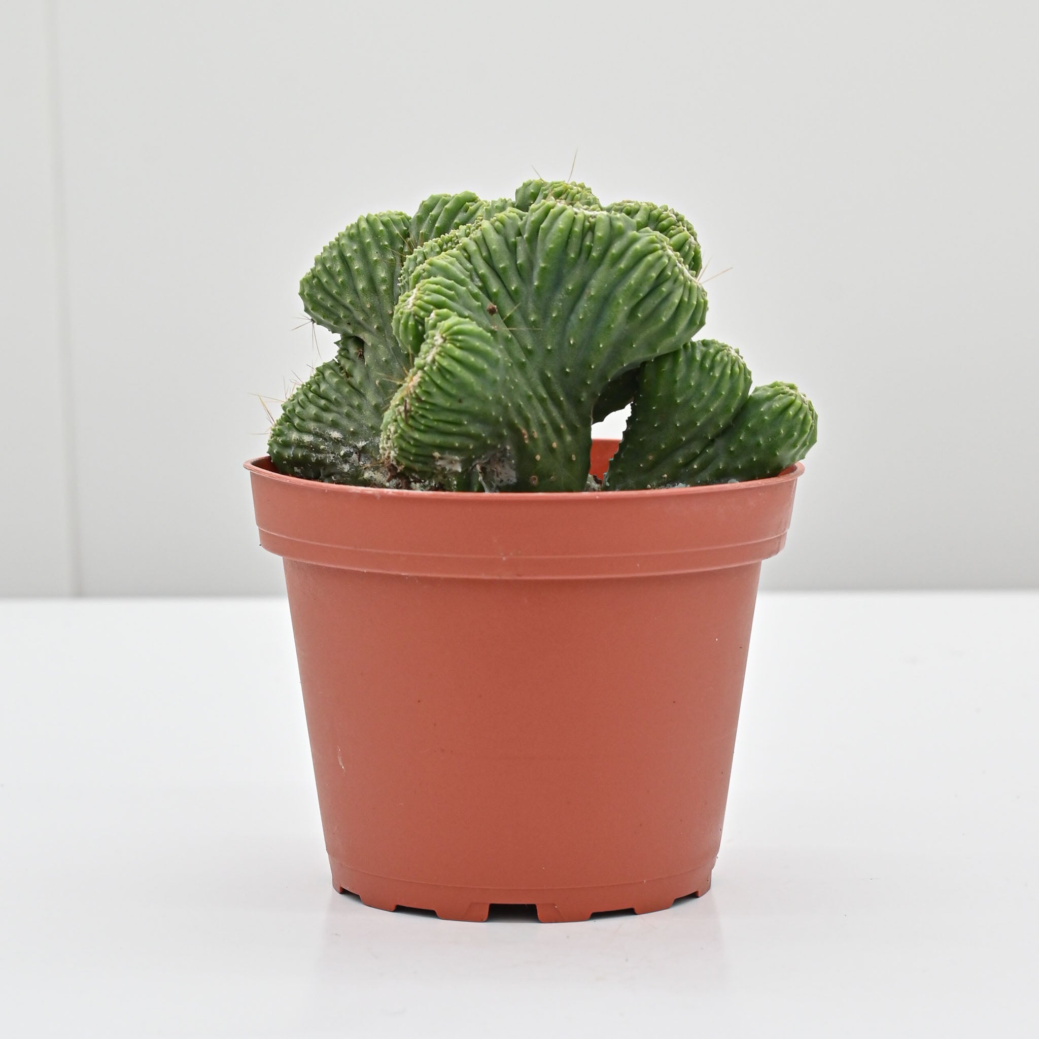 Crested Peruvian Apple Cactus | Cereus Peruvianus 'Monstrosus' Crested