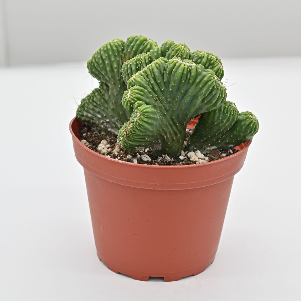 Crested Peruvian Apple Cactus | Cereus Peruvianus 'Monstrosus' Crested
