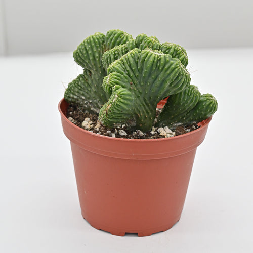 Crested Peruvian Apple Cactus | Cereus Peruvianus 'Monstrosus' Crested