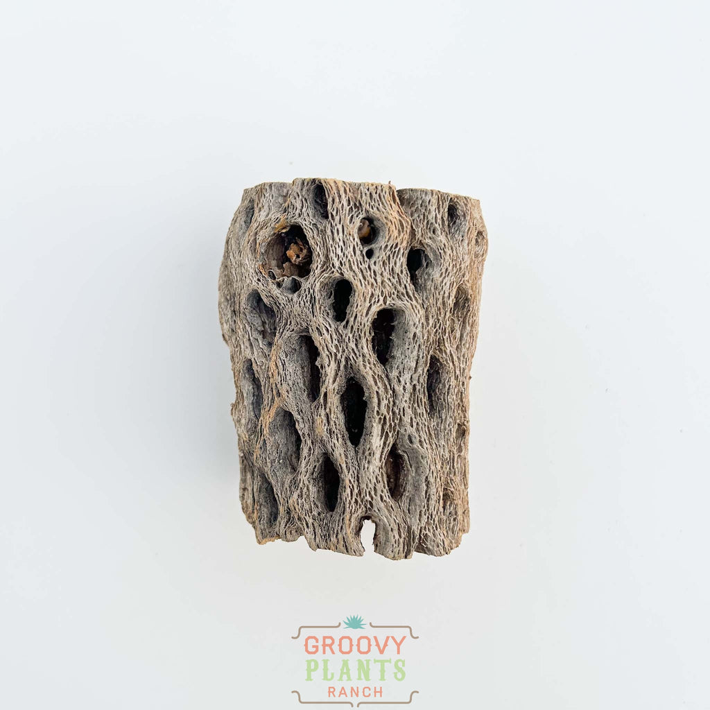Trio of Cholla Wood