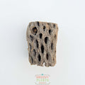 Trio of Cholla Wood