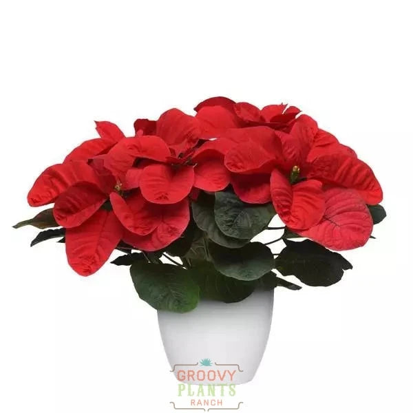 Poinsettia 'Mouse Ears' - PREORDER