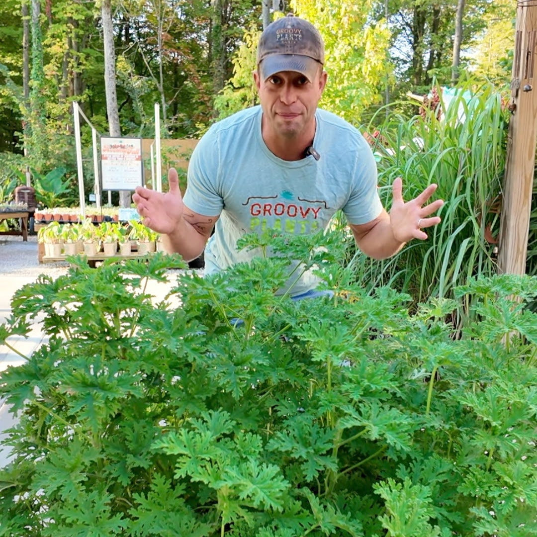 Citronella ~ Trio of 3 Hefty Plants
