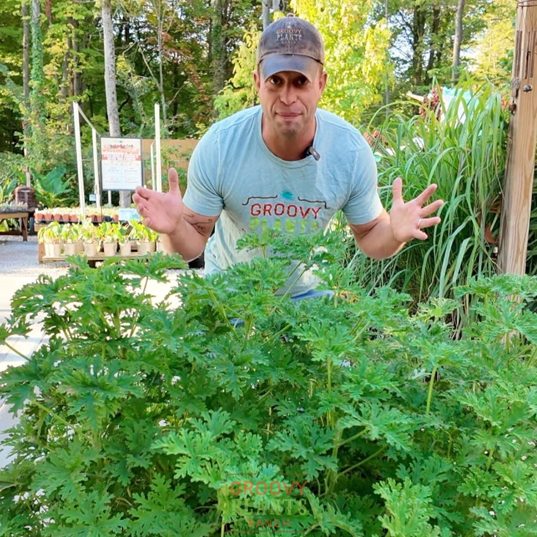 Citronella Trio ~ Preorder Wait List Spring 2026