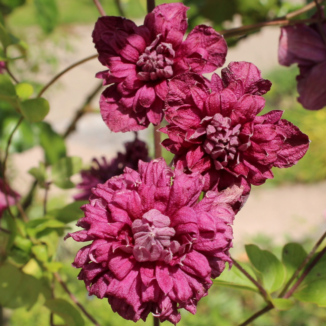 Preorder Clematis Purpurea Plena Elegans, Long Bloomer | APRIL PICKUP ONLY!