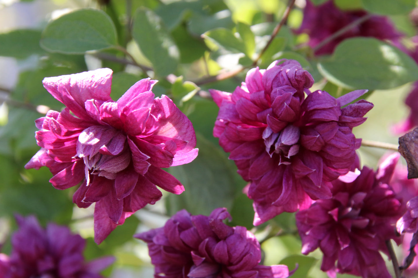 Preorder Clematis Purpurea Plena Elegans, Long Bloomer | APRIL PICKUP ONLY!