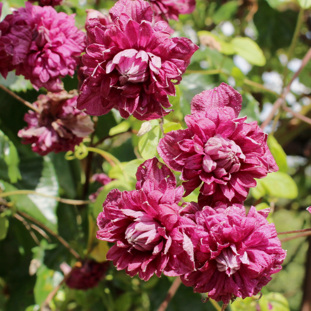 Preorder Clematis Purpurea Plena Elegans, Long Bloomer | APRIL PICKUP ONLY!