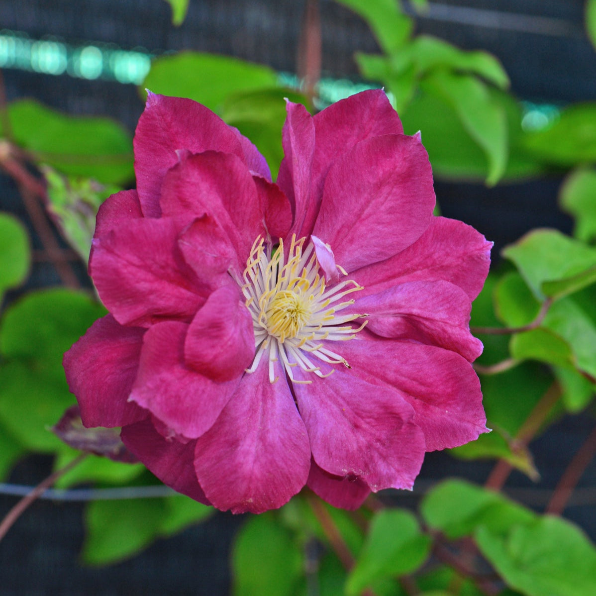 Preorder Clematis 'Red Star', Reblooming | APRIL PICKUP ONLY!