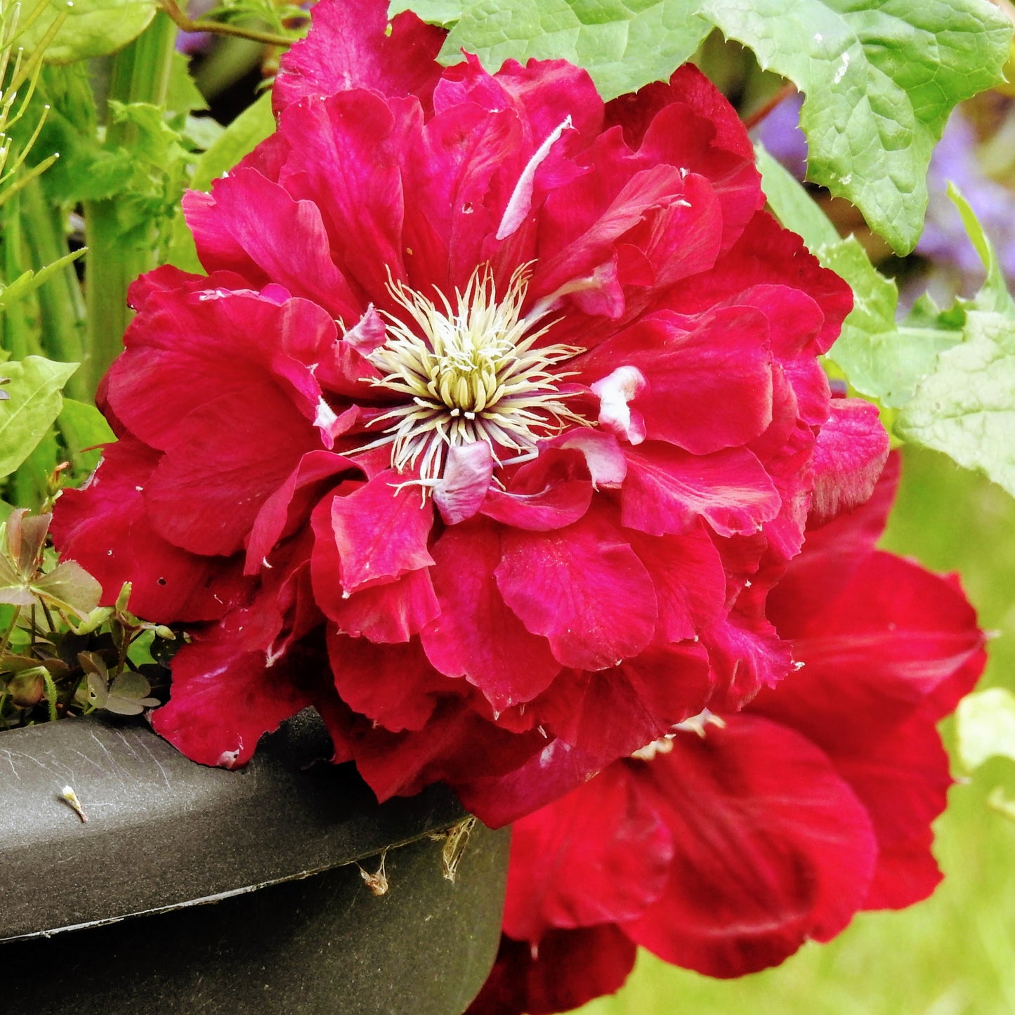 Preorder Clematis 'Red Star', Reblooming | APRIL PICKUP ONLY!