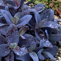 Sedum 'SuperSparkler™ Blue Ox'