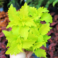 Coleus Volcanica 'Wasabi'