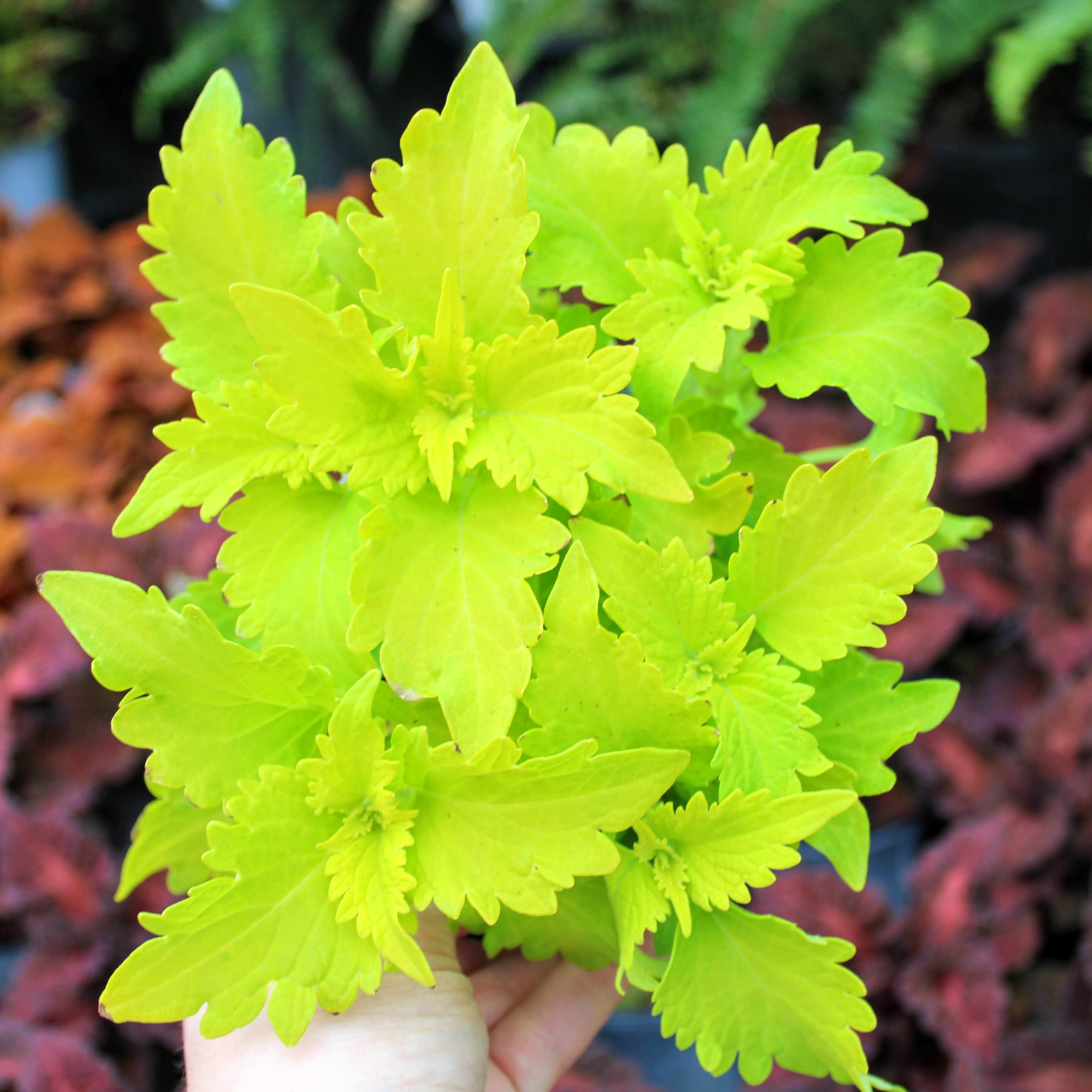 Coleus Volcanica 'Wasabi'