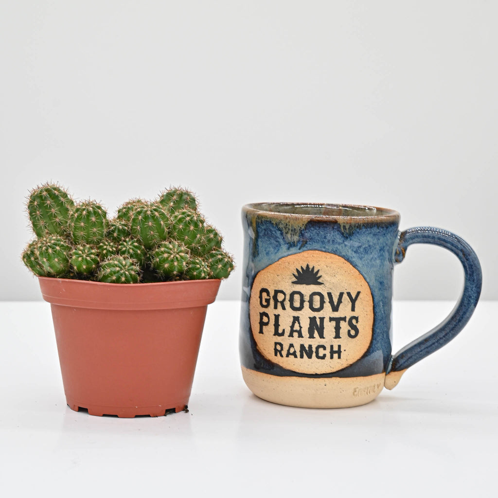 Compact Peanut Cactus | Echinopsis 'Rose Quartz'