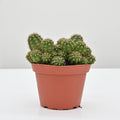Compact Peanut Cactus | Echinopsis 'Rose Quartz'
