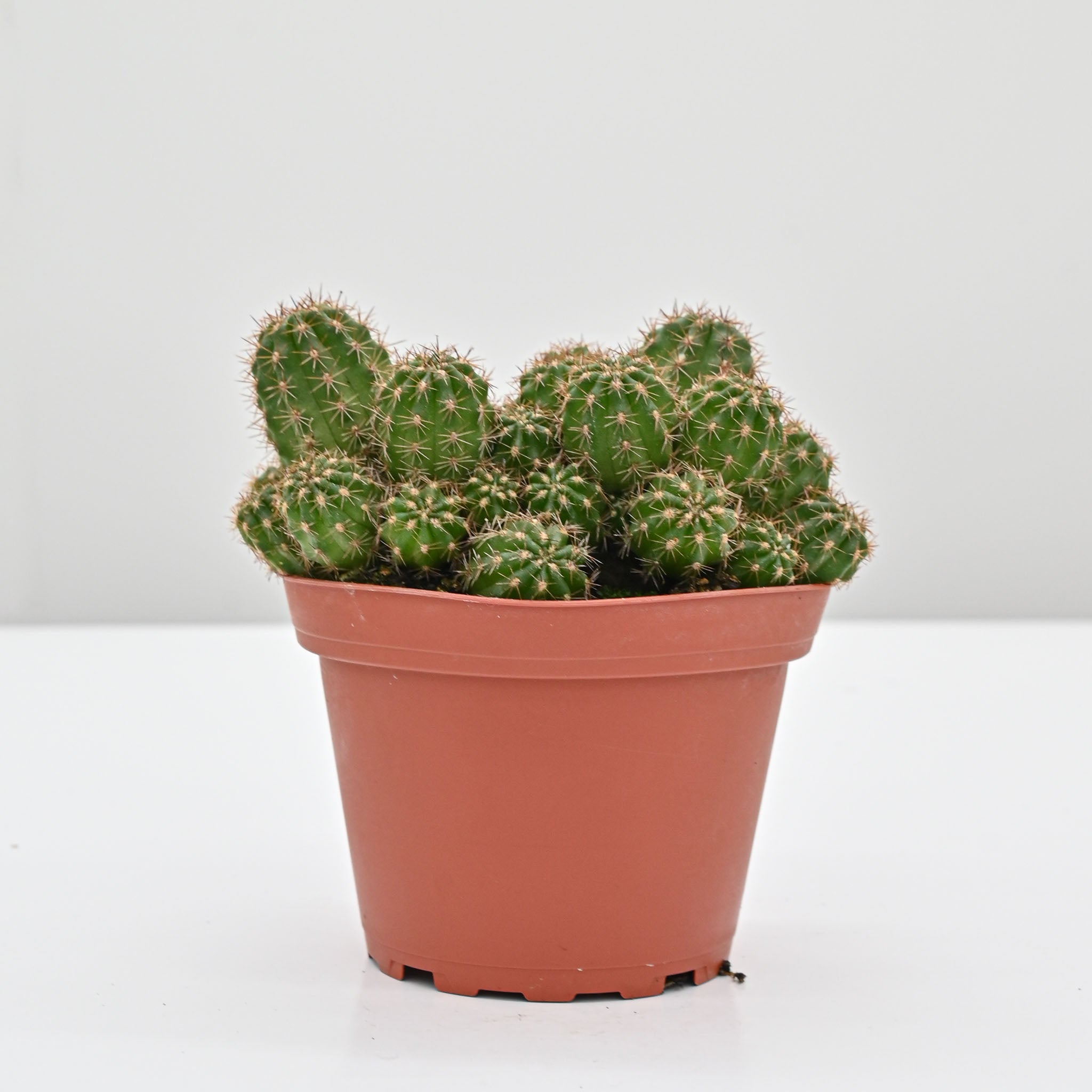 Compact Peanut Cactus | Echinopsis 'Rose Quartz'