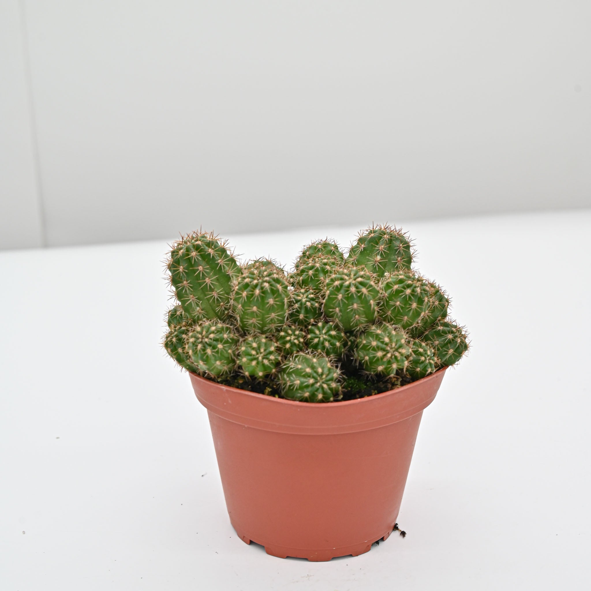 rose cactus succulent Compact Peanut Cactus