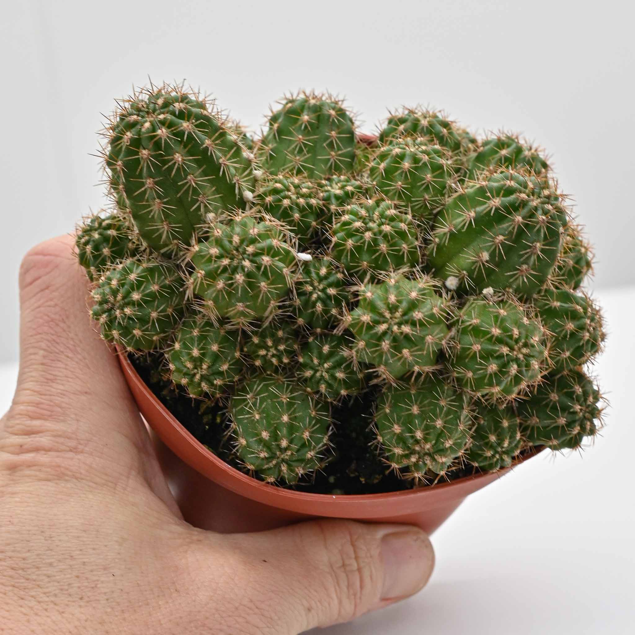 Compact Peanut Cactus | Echinopsis 'Rose Quartz'