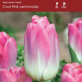 Tulip Cool Pink Lemonade ~ 20 Blubs for Pickup in Fall