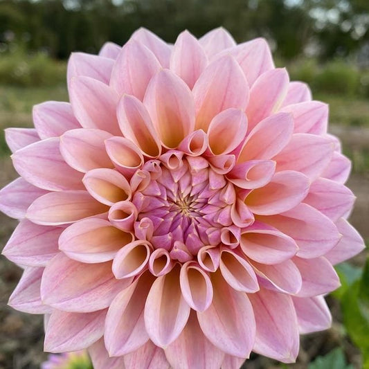 ‘Coralie’ Dahlia ~ 3 Tubers