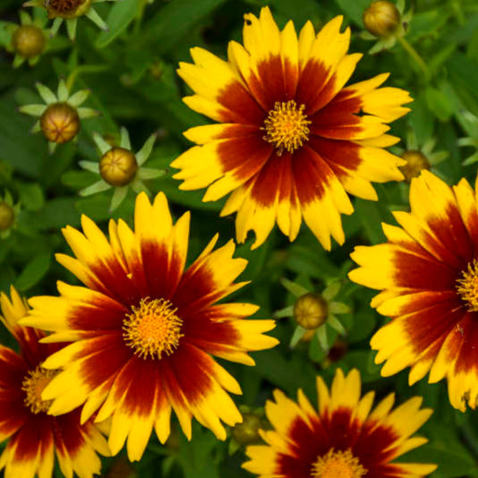 Coreopsis 'Uptick Gold & Bronze' ~ Trio of 3 Hefty Plants