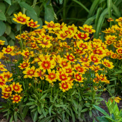 Coreopsis 'Uptick Gold & Bronze' ~ Trio of 3 Hefty Plants