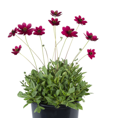 Cosmos 'Cherry Chocolate' ~ Trio of 3 Hefty Plants for Preorder
